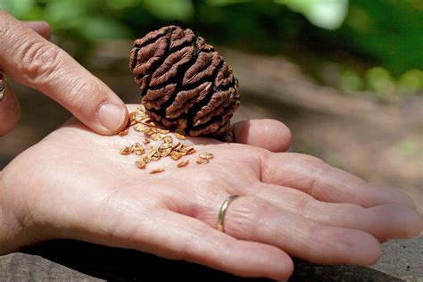 Giant Sequoia Seeds Photograph By Quincy Russell Mona Lisa Productionscience Photo Library