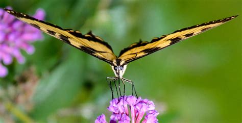 All Sizes Eastern Tiger Swallowtail Butterfly Flickr Photo