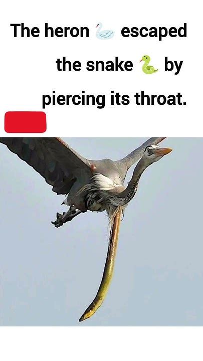 The Heron 🦢 Escaped The Snake 🐍 By Piercing Its Throat Shortsvideo