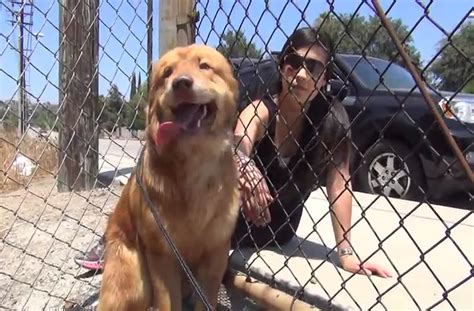 A Dog Rescue That Will Make You Smile