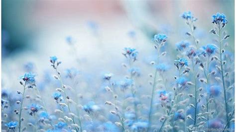 Find the best inspiration you need for your project. Blue Flowers Tumblr Wallpapers Desktop Background