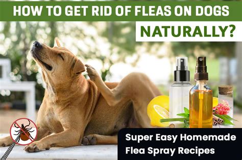 4 Easy Diy Flea Sprays For Dogs You Can Make At Your Home Right Now