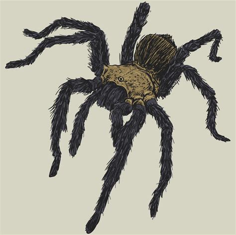 Tarantula Spider Drawing Illustration 16417037 Vector Art At Vecteezy