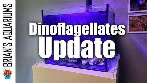 I May Have Won The Battle Against Dinoflagellates Youtube