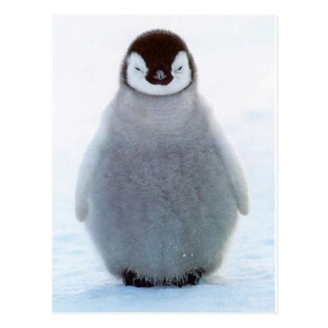 Baby Penguin Postcard