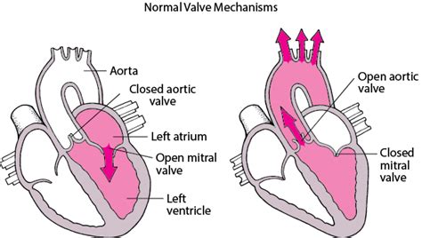 Overview Of Heart Valve Disorders Heart And Blood Vessel Disorders