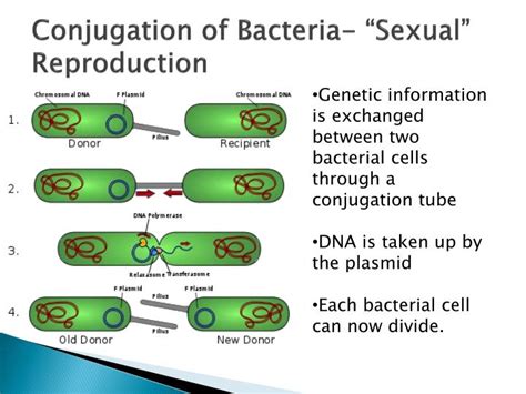 ppt bacteria powerpoint presentation id 2267292