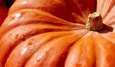 Help Slash Food Waste This Halloween The Exeter Daily