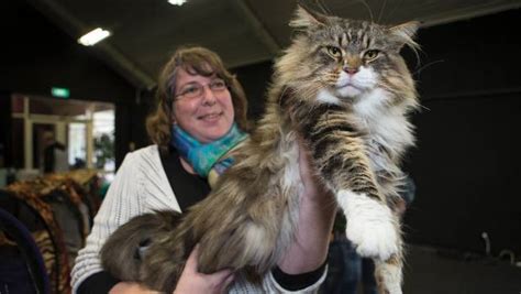 Maine coon in cats & kittens for rehoming in canada. Maine Coon Cat Cost Nz - Baby Siamese Kitten