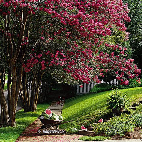 The dwarf golden delicious is very sweet. The Top Trees for Small Gardens • The Garden Glove