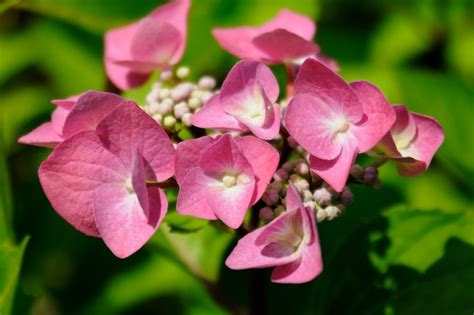 Seven Lacecap Hydrangeas To Grow Bbc Gardeners World Magazine