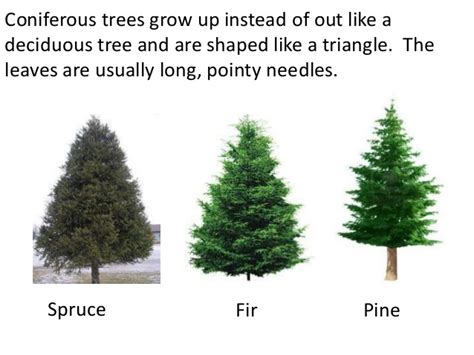 Pines are coniferous trees of the genus pinus, in the family pinaceae. conifer — Dreams 'N Motion