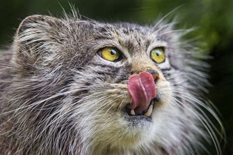 Why The Pallas Cat Should Become Your New Favorite Animal Huffpost