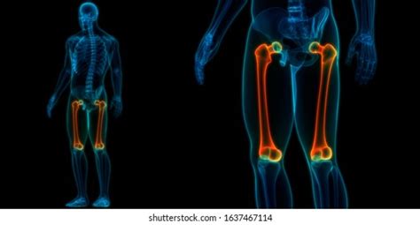 Human Skeleton System Femur Bone Joints Stock Illustration 1637467114