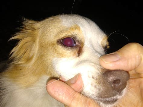 My Blind Dog Has A Red Eye Only Oneshouldhe Be Seen Its Been A Week