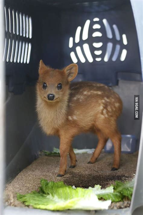 Worlds Smallest Deer The Pudu 9gag