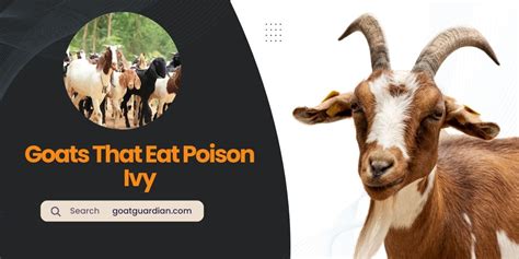 Goats That Eat Poison Ivy Eco Friendly Solution Goat Guardian