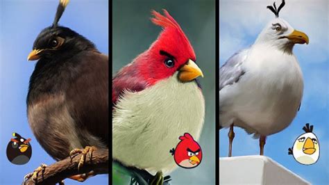 Angry Birds In Real Life Characters Youtube
