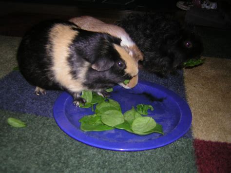 Our comprehensive guinea pig food list of over 60 fruit and veg tells you how often it is safe to feed these foods to your guinea pigs. Cavy Savvy: A Guinea Pig Blog: Can Guinea Pigs Eat Spinach?