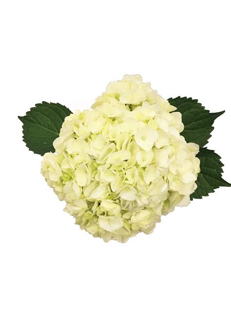Select White Hydrangea Wholesale | Metropolitan Wholesale | Metropolitan Wholesale