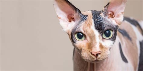 Sphynx Cat Breed Size Appearance And Personality