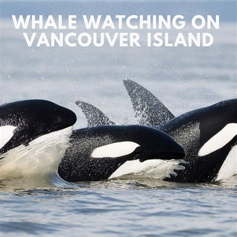 Whale Watching On Vancouver Island Van Isle Marina
