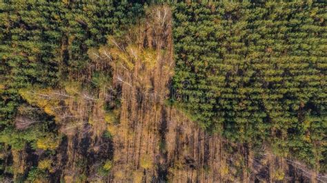 Destroyed Forest In The Poland Stock Photo Image Of Plantation