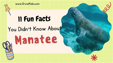 11 Amazing Facts You Didnt Know About Manatee Youtube
