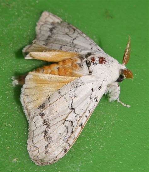 Bright White Tussock Moth Calliteara Farenoides Lymantriin Flickr