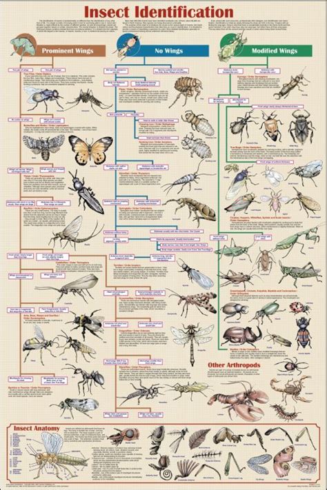 Insect Identification Chart Non Laminated 595 Insect Identification
