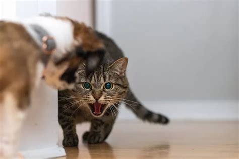 Pecinta Kucing Wajib Tahu Nih Kenali Ciri Ciri Kucing Stres Penyebab