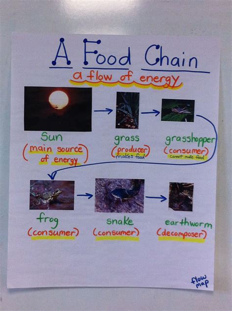 A Food Chain Using Class Word Walls Science Geek Science Units