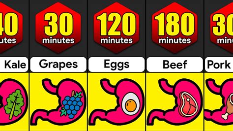how long do foods stay in your stomach comparison youtube