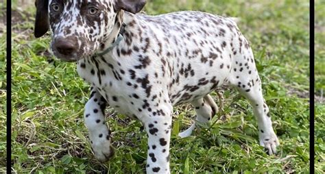 Purebred Dalmatian Puppies Blackandliver Spot Petsforhomes