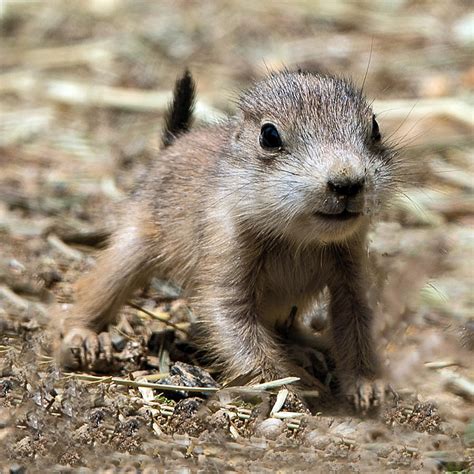 Black Tailed Prairie Dog Pup Photograph By William Bitman