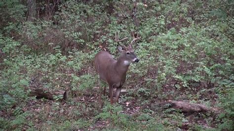 8 Pt Kansas Whitetail Youtube