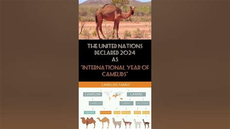 International Year Of Camelids 2024 Unitednations Camel 2024