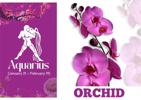 13+ Aquarius Birth Flower - NikkyMatilda