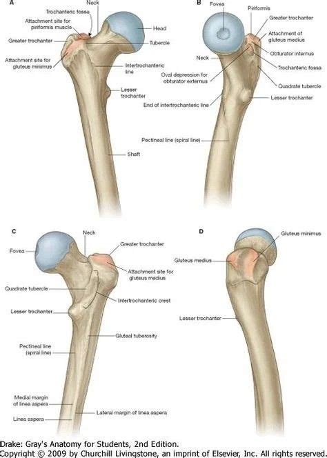 Pin By Hamza Alakhdar On Anatomy Greater Trochanter Lower Limb Anatomy