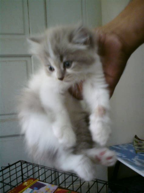 Maybe you would like to learn more about one of these? paHlaWaN MaoKiL: ANaK KuCing ParSi UtK djuAL ( RM 300 / eKor )