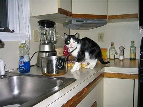 How do you keep her from cruising the counter or off table tops? How To Keep Cats Off Kitchen Counters | Simple Tips And Guides