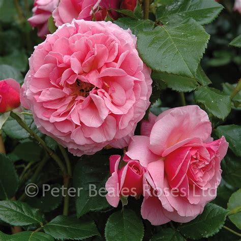 Aloha Climbing Rose Peter Beales Roses The World Leaders In Shrub