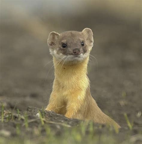 Weasel War Dance Some Nice Quotes Relating To Weasels