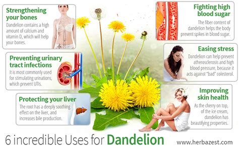 6 Incredible Uses For Dandelion Taraxacum Officinale Medical Herbs