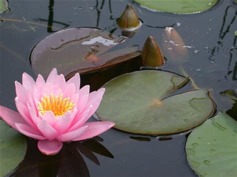 White Water Lily Flower Meaning Best Flower Site