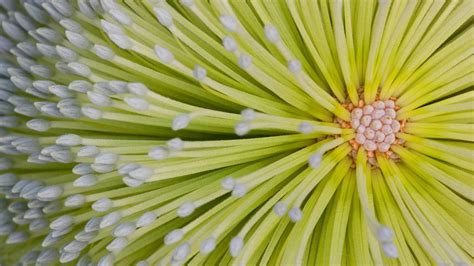 Banksia Flower Bing Wallpaper Download