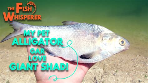 My Pet Alligator Gar Love Giant Shad Season 1 Yippee Faith