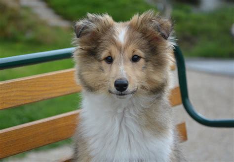 Shetland Sheepdog Facts 9 Things Sheltie People Know By Heart