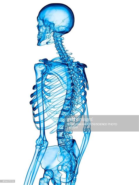 Human Skeletal System High Res Vector Graphic Getty Images