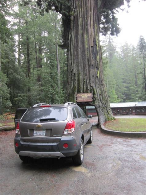 Maybe you would like to learn more about one of these? The car can fit! -Chandelier tree - Christmas in the ...